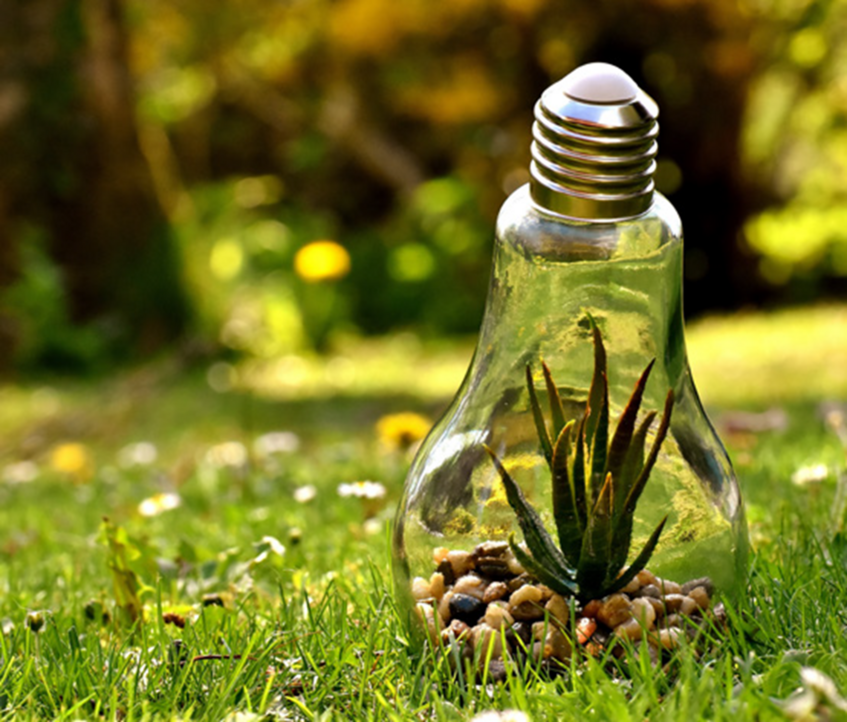 Light bulb with plant growing inside
